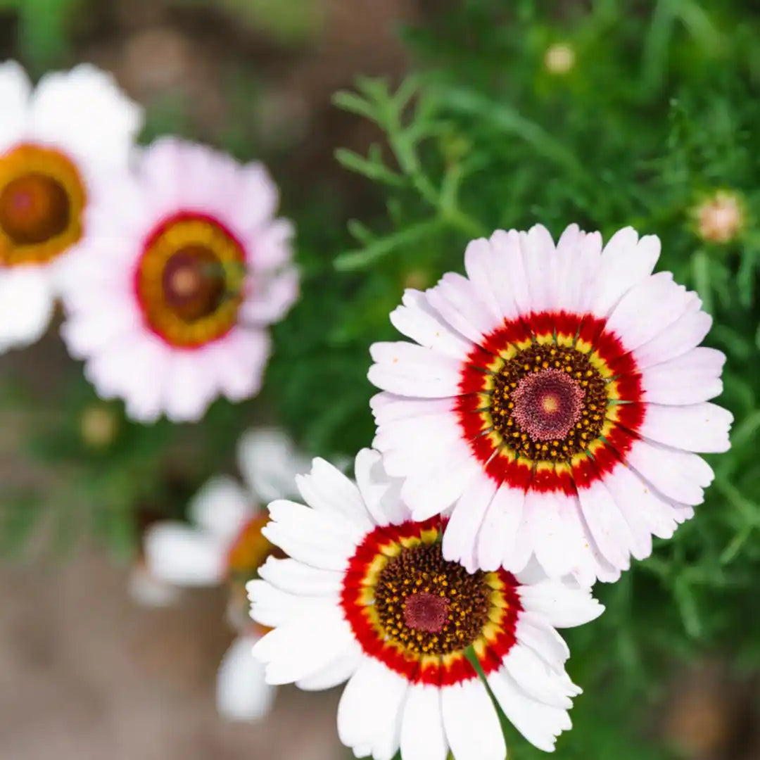 Chrysanthemum - Painted Daisy