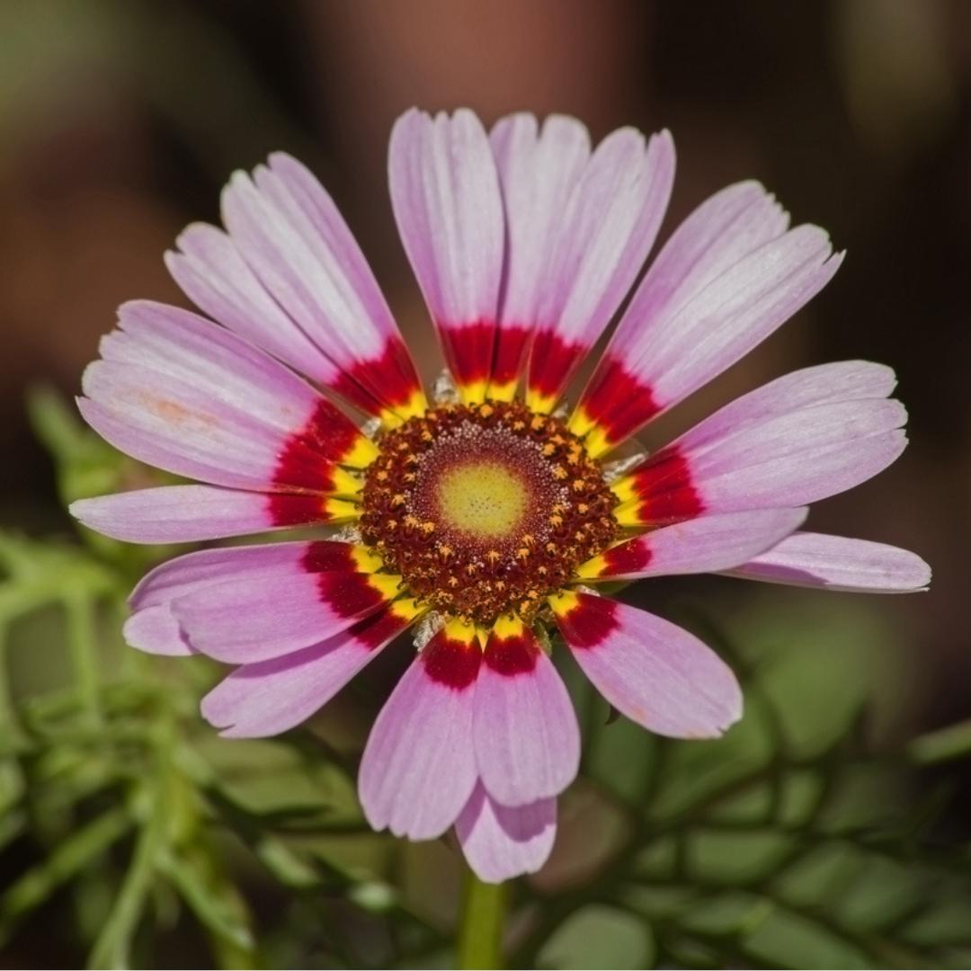 Chrysanthemum Painted Daisy