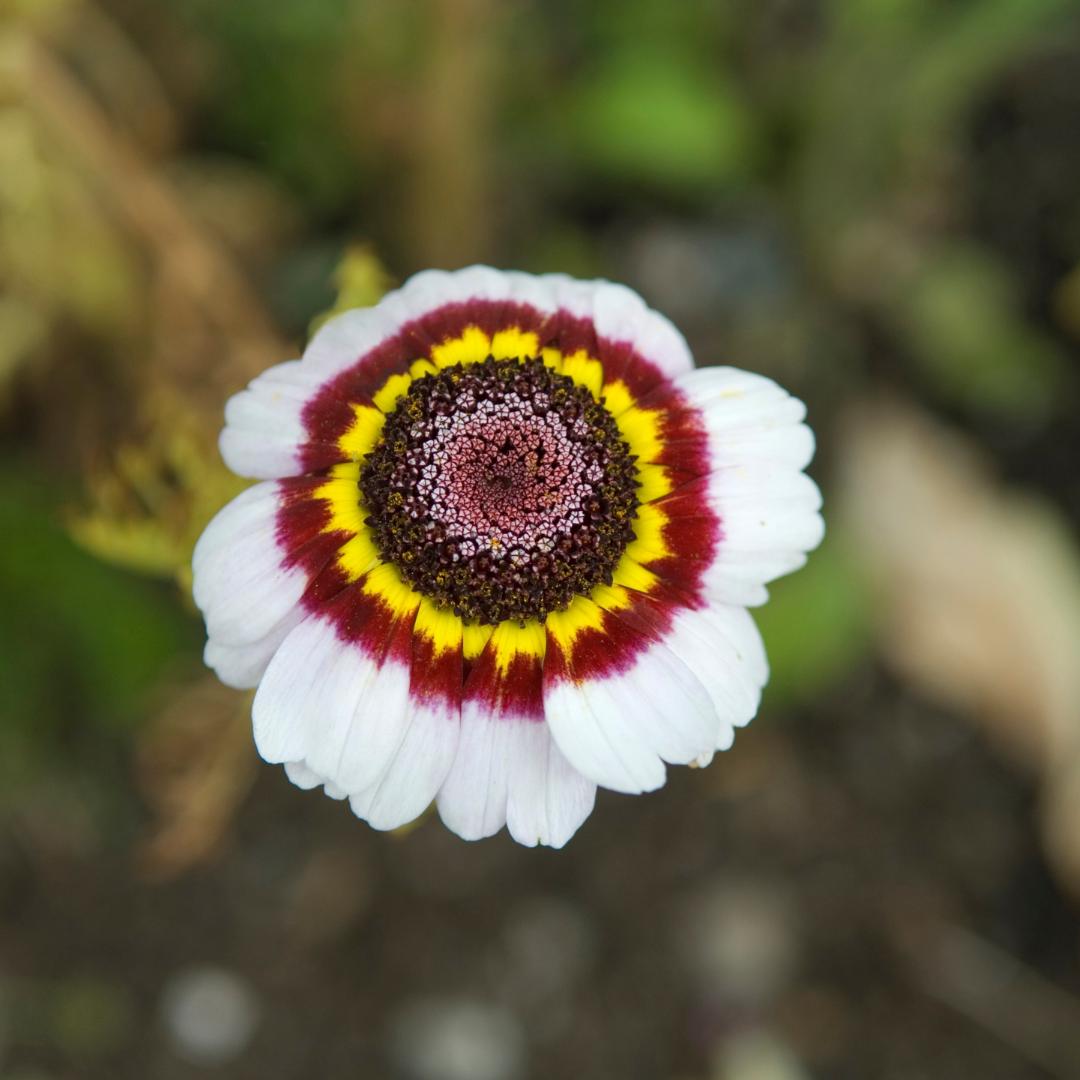 Chrysanthemum Painted Daisy