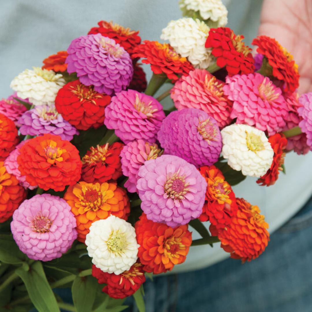 Zinnia - Sunbow Mix