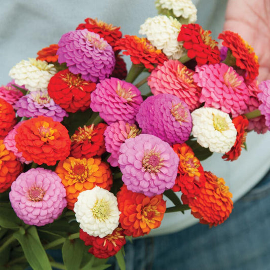 Zinnia - Sunbow Mix