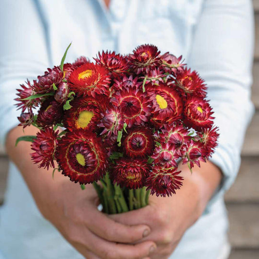 Strawflower - King Size Red