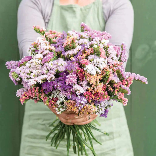 Statice Seeds - Pastel Mix