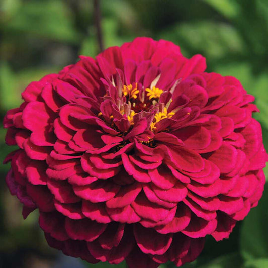 Zinnia - Benary Giant Wine