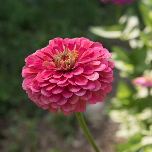 Zinnia - Benary Giant Carmine Rose