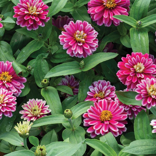 Zinnia - Dwarf Double Zahara Raspberry Ripple
