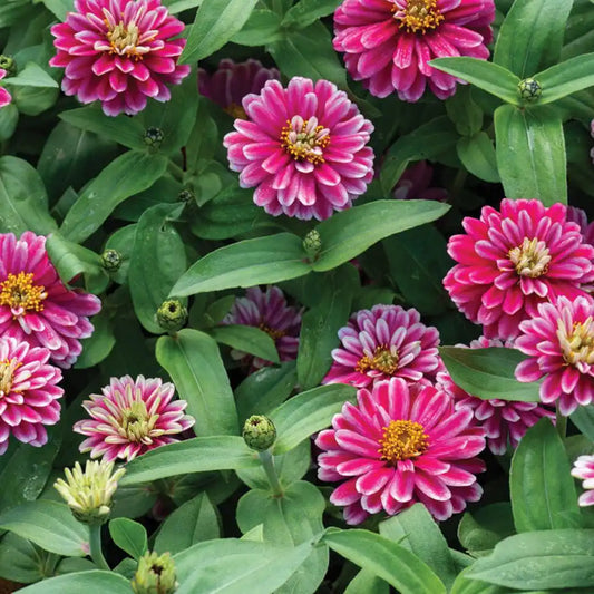 Zinnia Seeds - Dwarf Double Zahara Raspberry Ripple