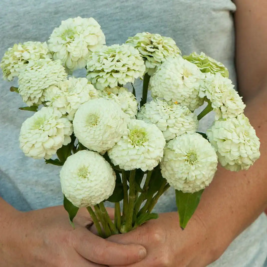Zinnia Seeds - Oklahoma White