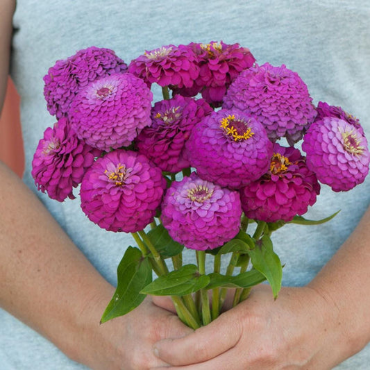 Zinnia - Oklahoma Carmine