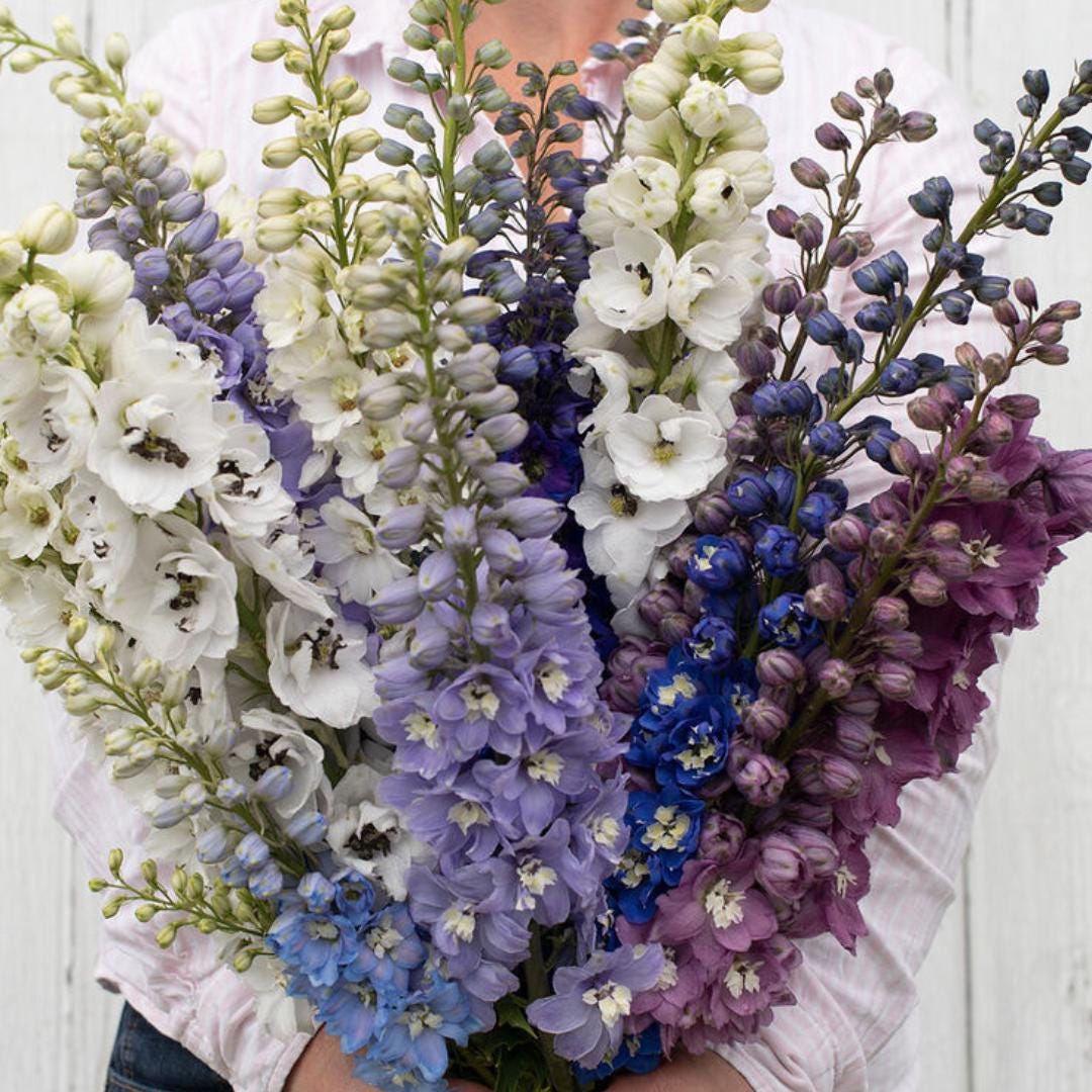 Delphinium - Magic Fountains Mix