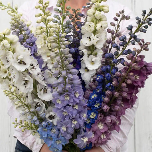 Delphinium Seeds - Magic Fountains Mix