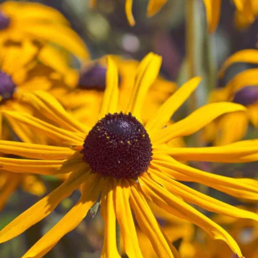 Rudbeckia Black Eyed Susan - Hirta (Annual)