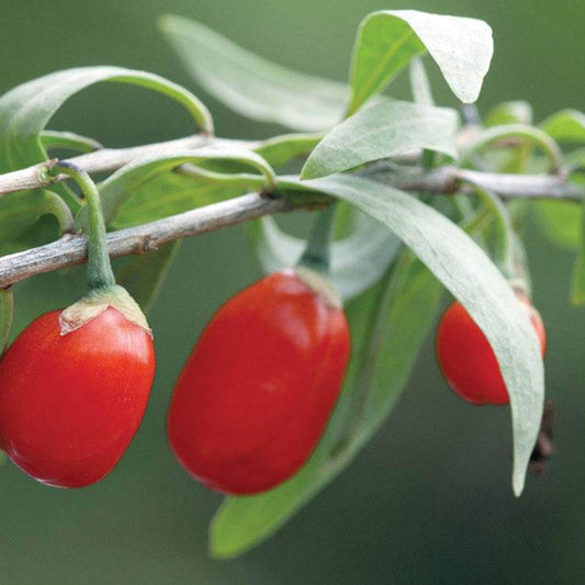 Goji Berry - Shanghai Express