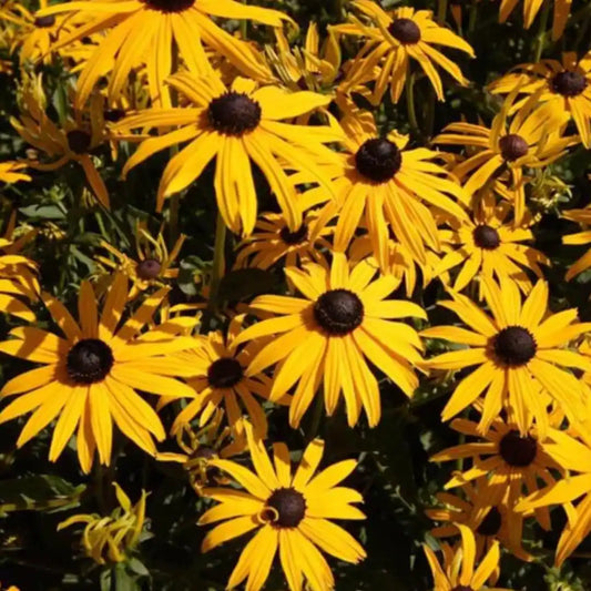 Rudbeckia Seeds - Hirta Black Eyed Susan
