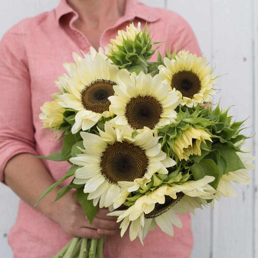 Sunflower - Procut White Nite F1