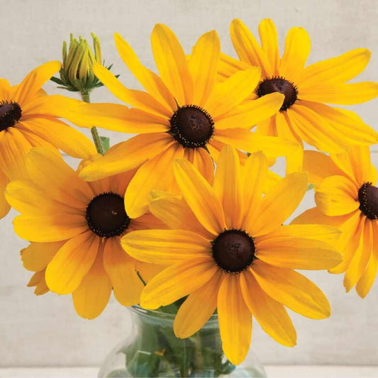 Rudbeckia - Indian Summer [Annual]