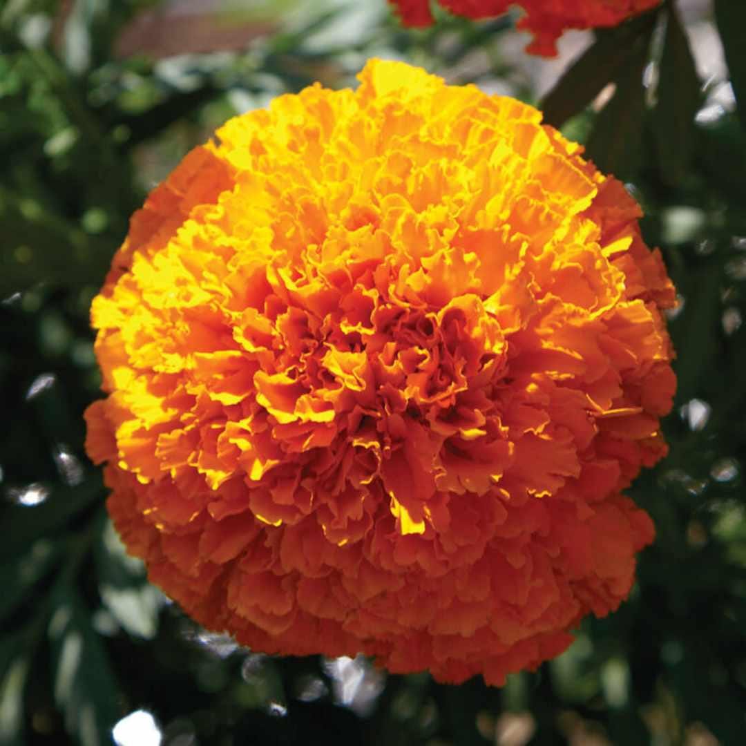 Marigold - Coco Deep Orange Tall