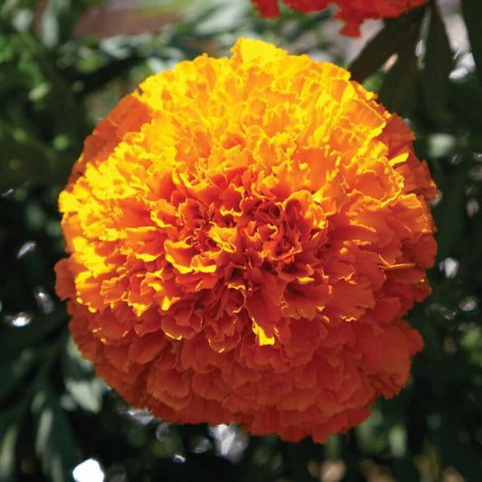 Marigold - Coco Deep Orange Tall