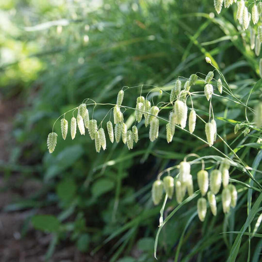 Ornamental Grass - Greater Quaking