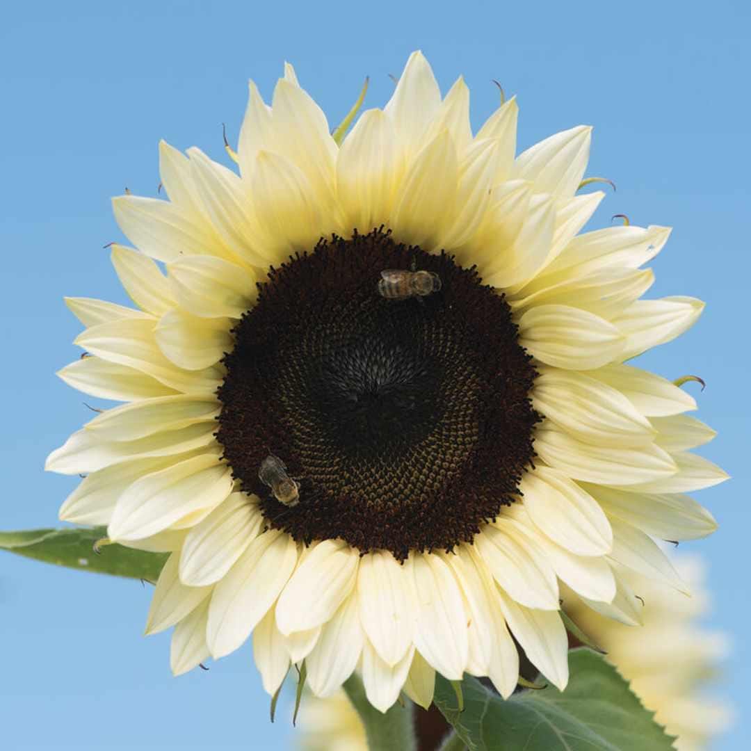 Sunflower - Procut White Nite F1