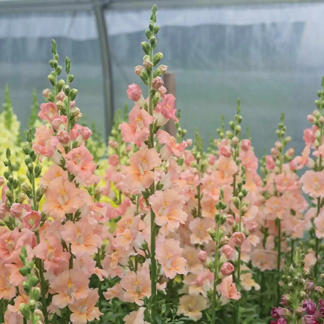 Snapdragon Seeds - Chantilly Light Salmon Early