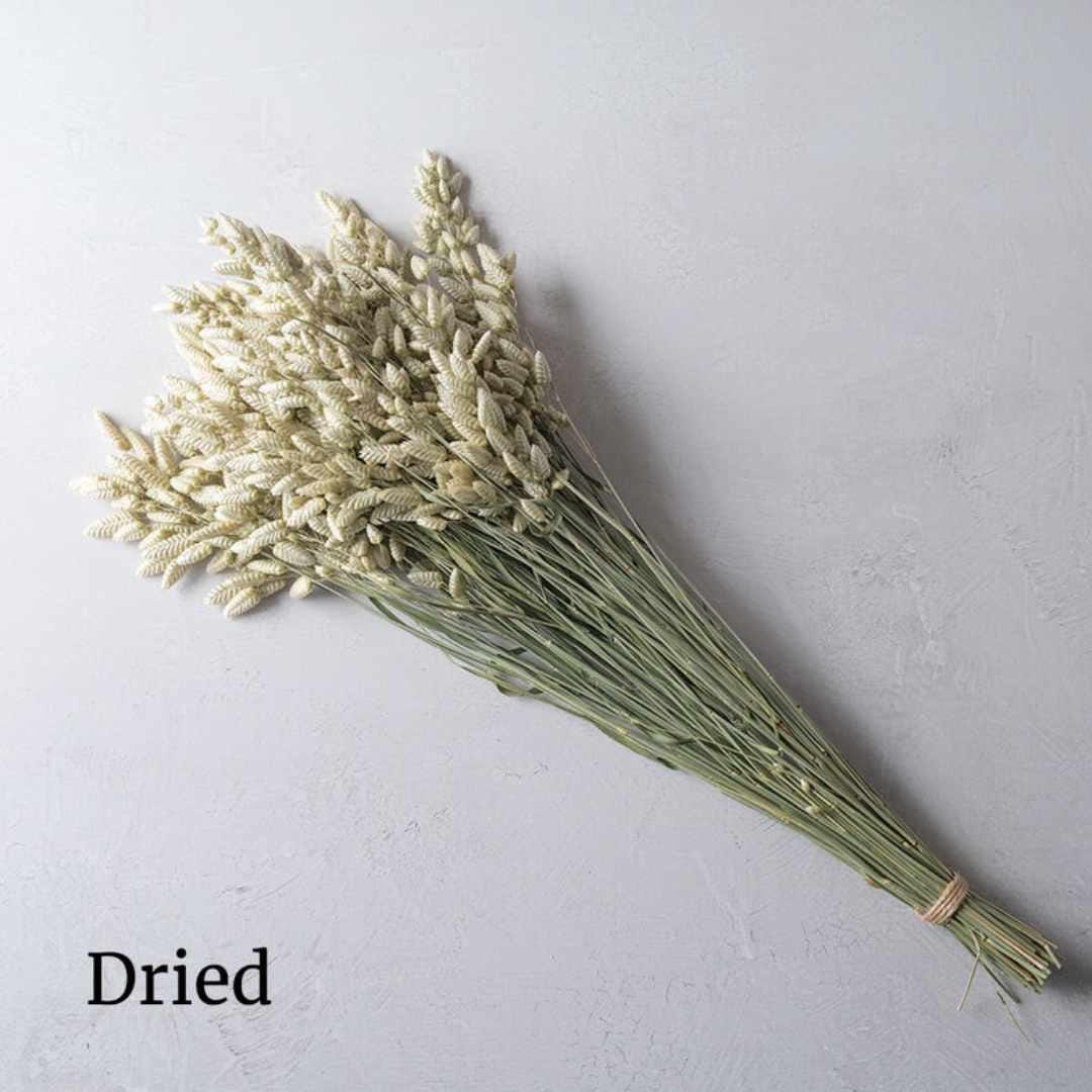 Ornamental Grass - Greater Quaking