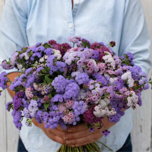 Ageratum Seeds - Timeless Mix
