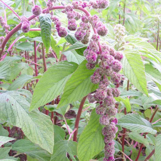 Amaranth Seeds - Mira