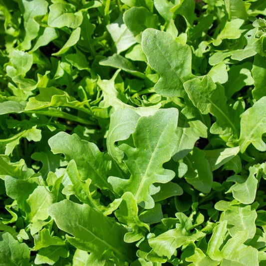 Arugula Seeds - Bellezia (Organic)