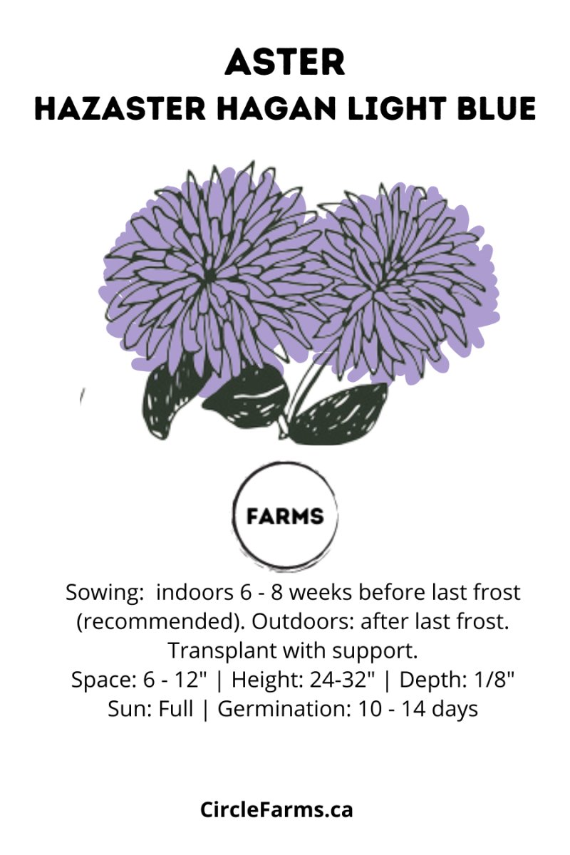 Aster - Hazaster Hagan Light Blue - Circle Farms seeds