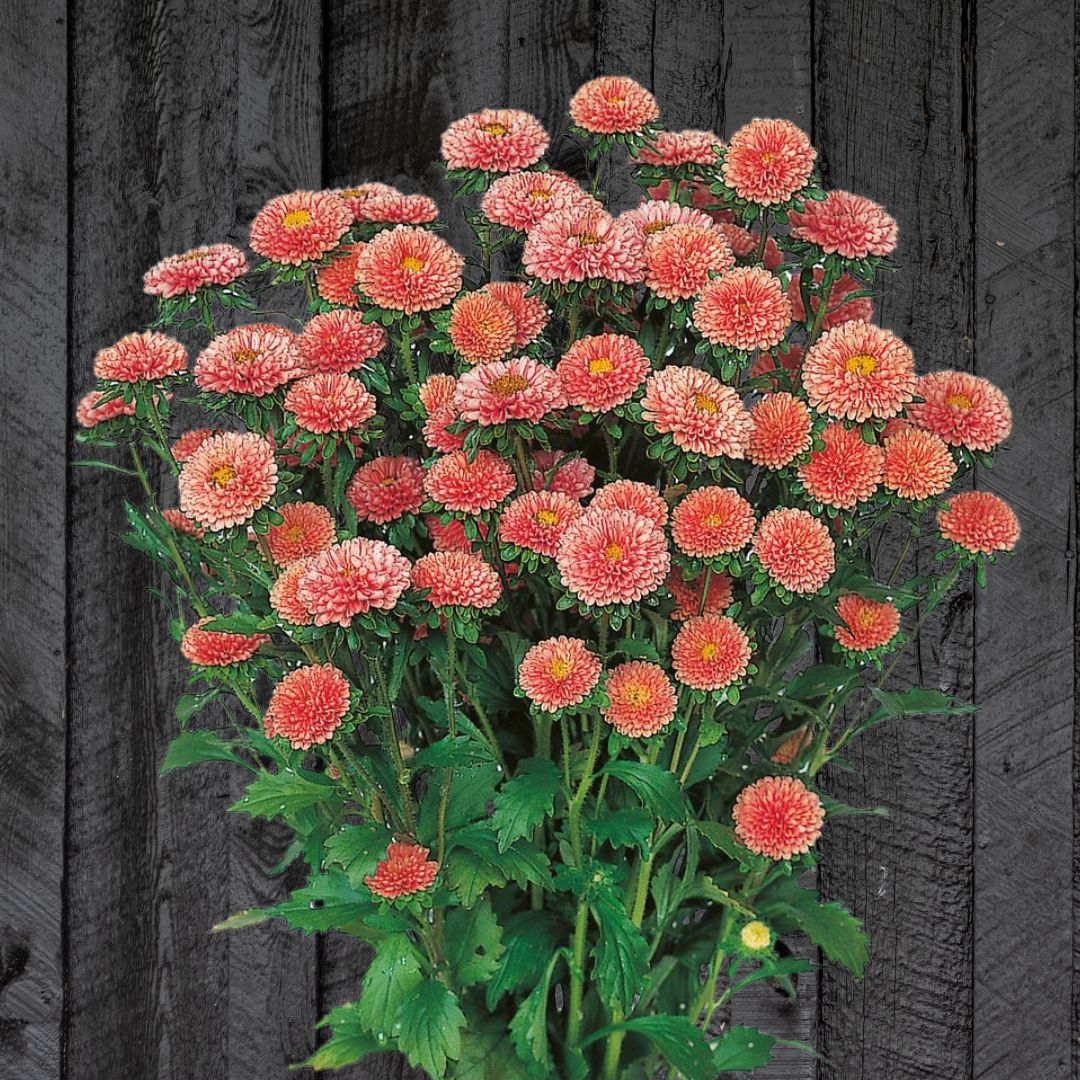 Aster Seeds - China Matsumoto Apricot