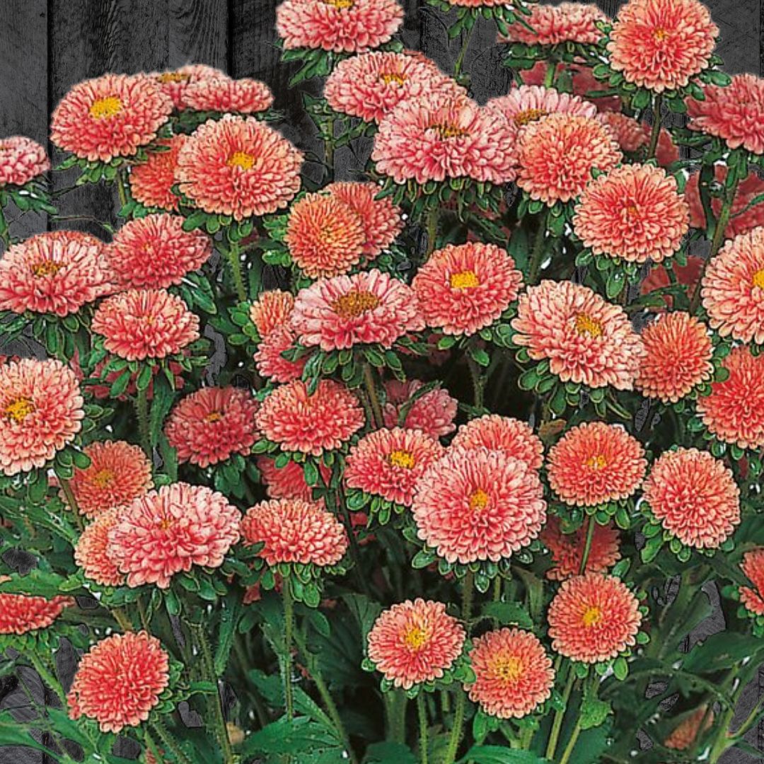 Aster Seeds - China Matsumoto Apricot
