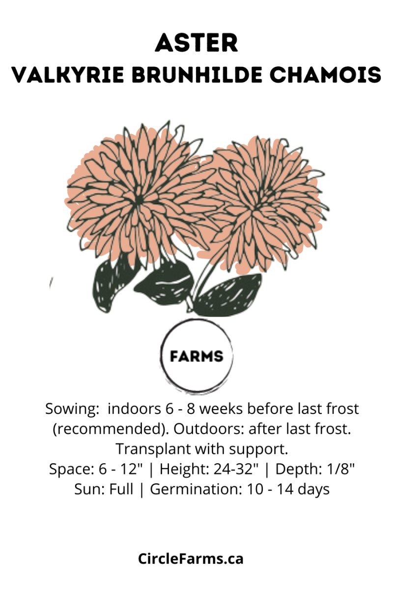 Aster - Valkyrie Brunhilde Chamois - Circle Farms seeds