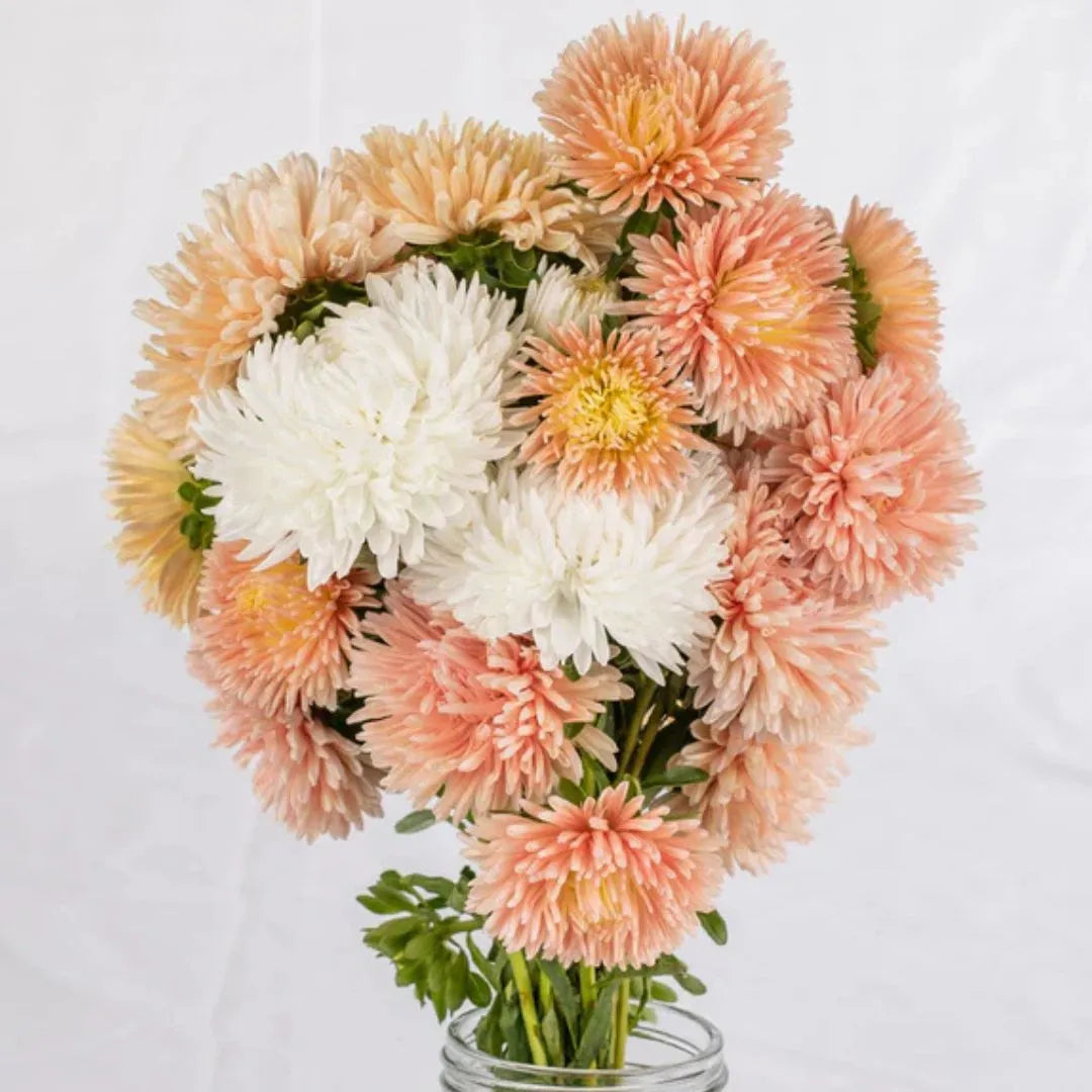 Aster Seeds - The Roses Mix