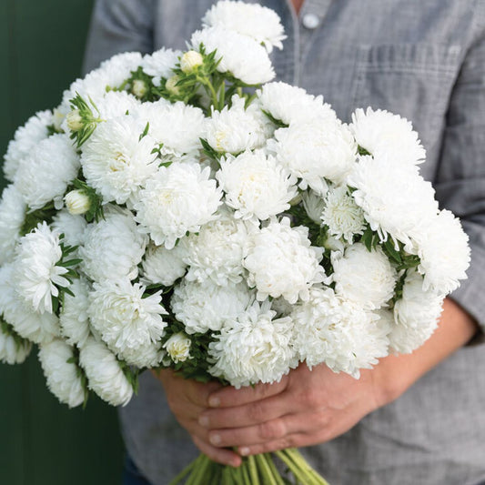 Aster Seeds - Tower White