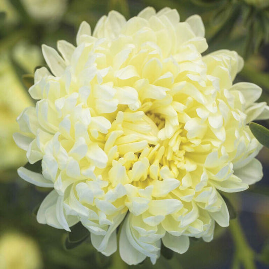 Aster Seeds - Tower Yellow