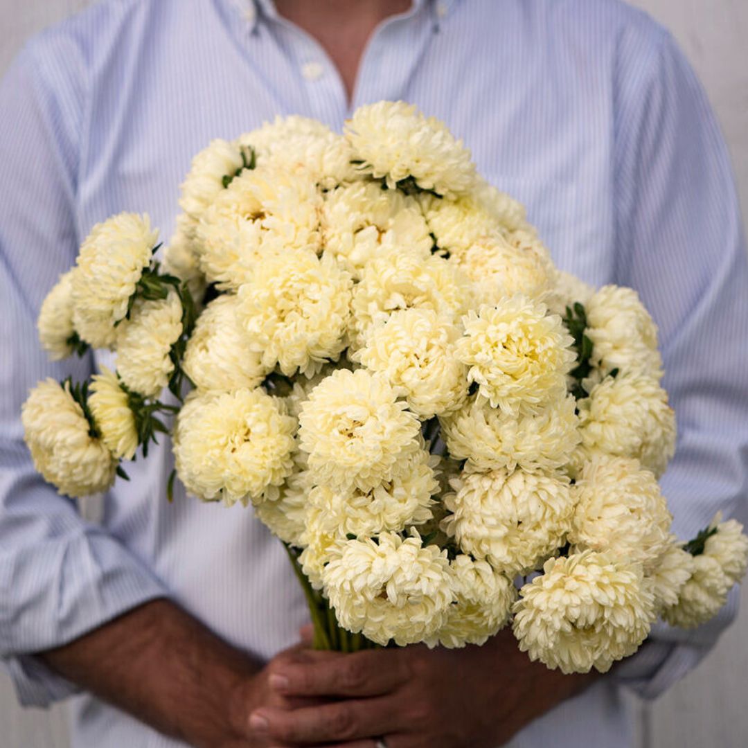 Aster Seeds - Tower Yellow