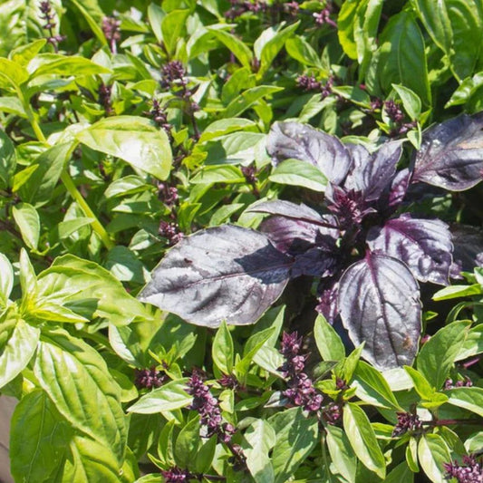 Basil Seeds - Kitchen Blend