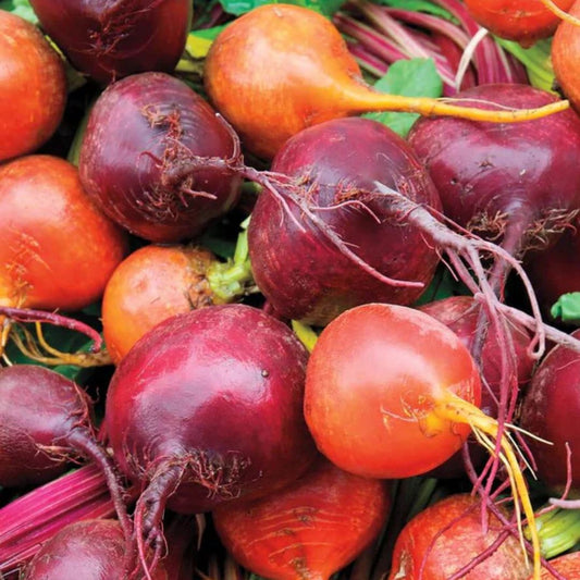 Beet Rasp Beet Seeds – Circle Farms