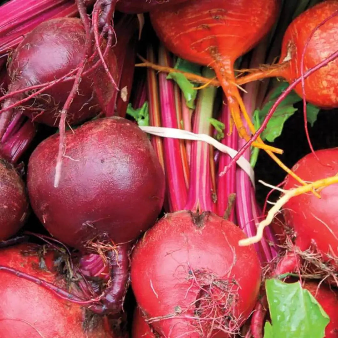 Beet Seeds - Beet Blend