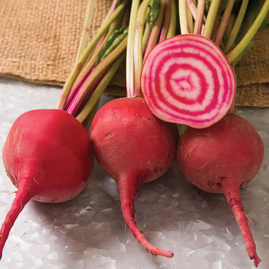 Beet Seeds - Chioggia Guardsmark (Organic)