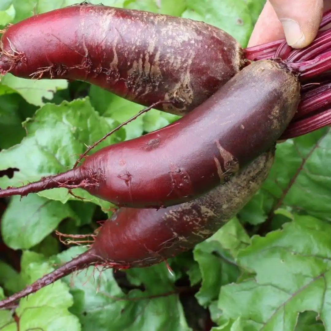 Beets - Deep Cylinder Seeds - Circle Farms seeds