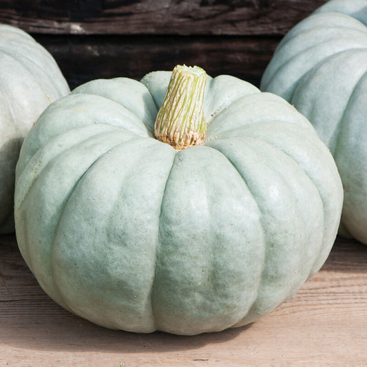 Pumpkin - Jarrahdale