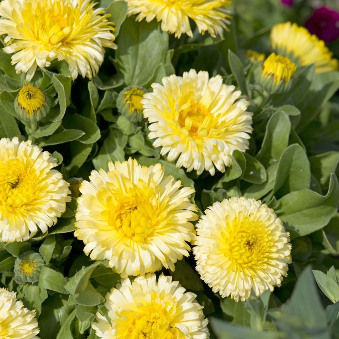 Calendula Seeds - Double Lemon