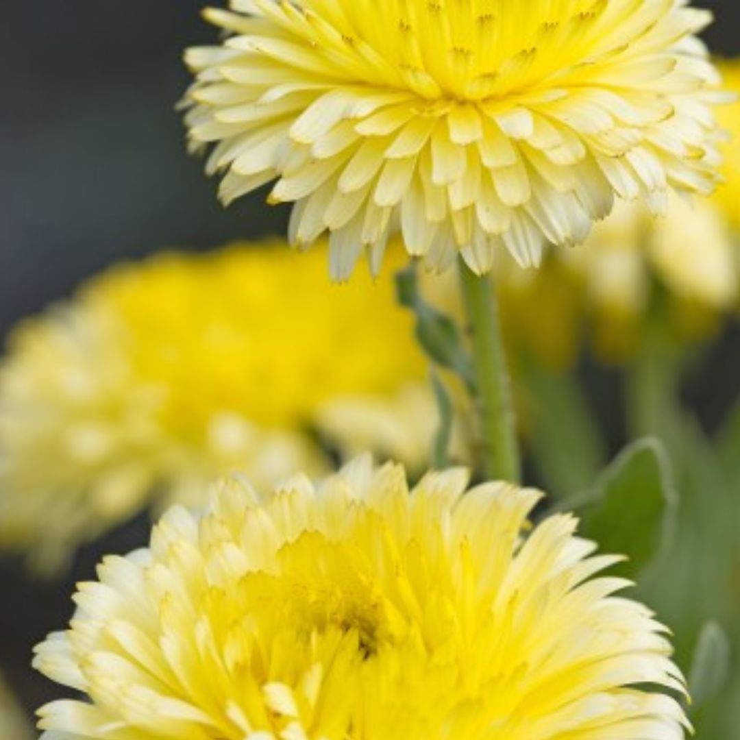Calendula Seeds - Double Lemon