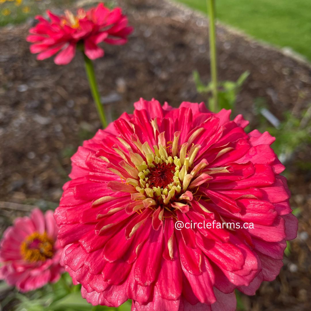 Zinnia Seeds - Carmine Rose Mix (Benary Giant, Oklahoma)