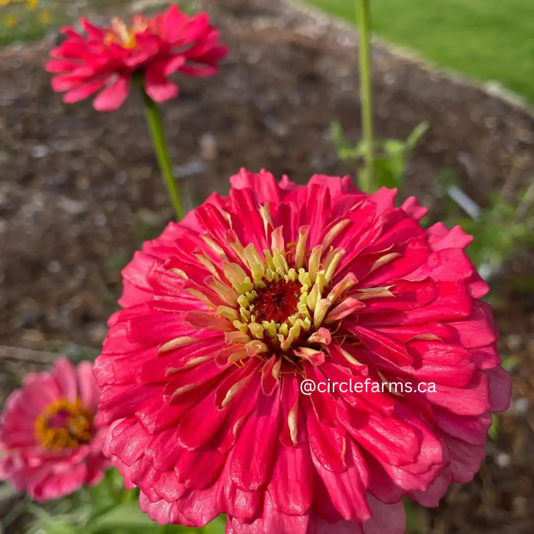 Zinnia Seeds - Benary Giant Carmine Rose