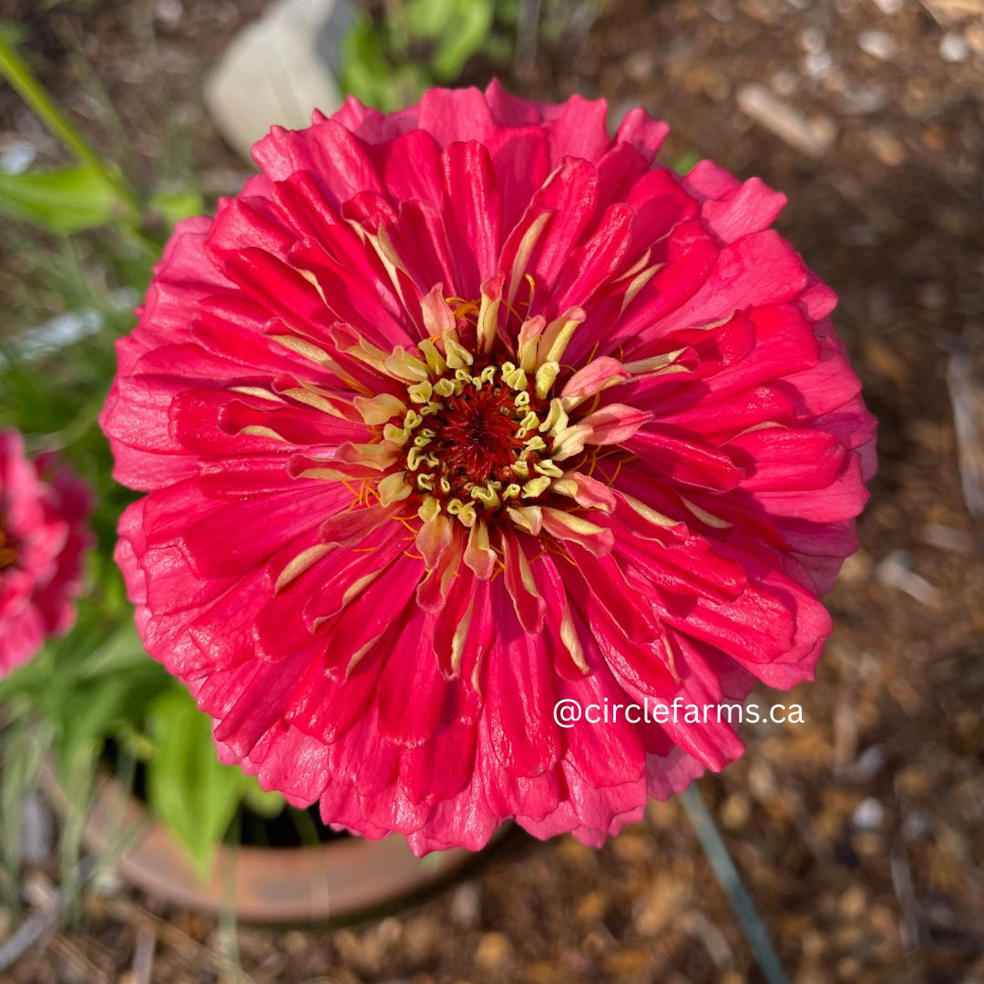Zinnia Seeds - Benary Giant Carmine Rose