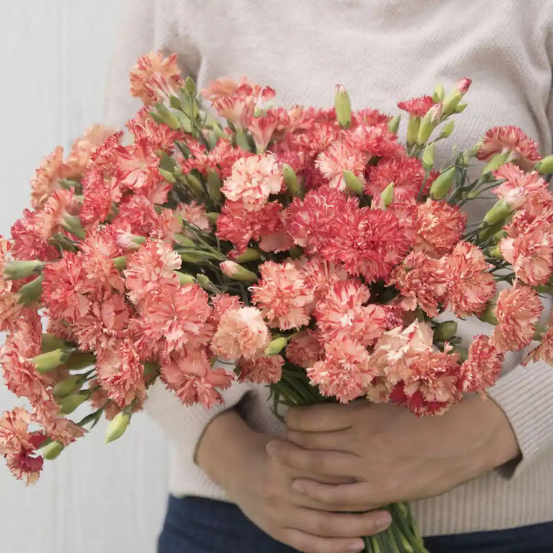 Carnation Seeds - Chabaud Orange Sherbert