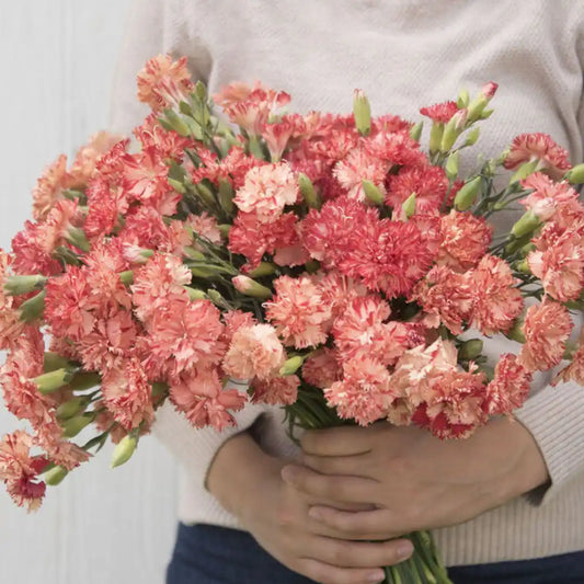 Carnation Seeds - Chabaud Orange Sherbert